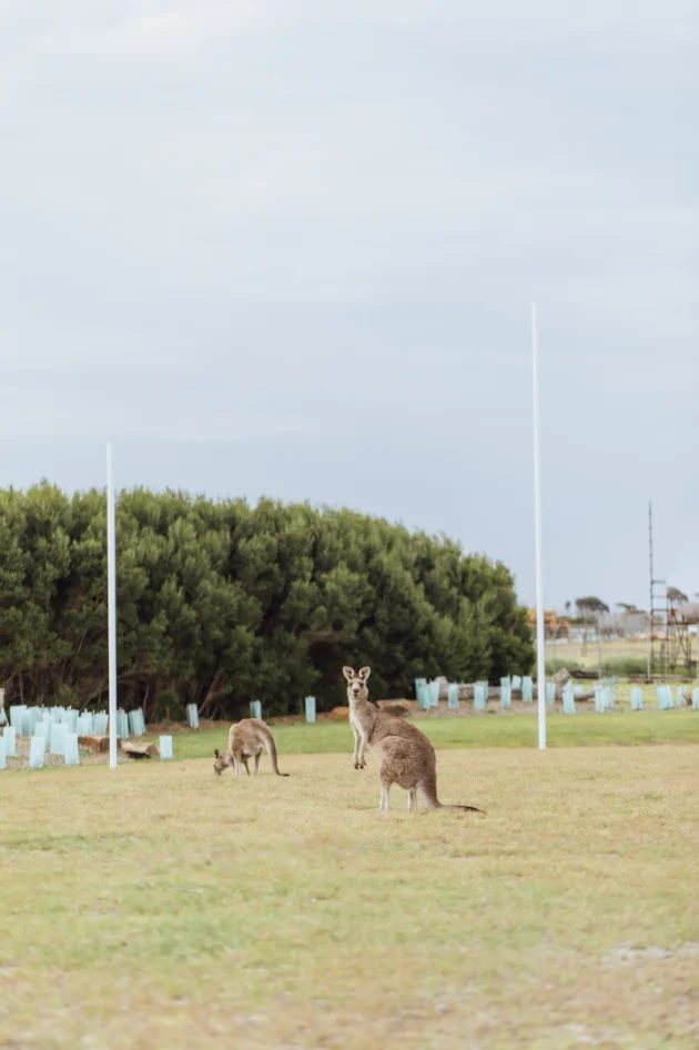 Community farm, fresh produce at The Cape, Cape Paterson