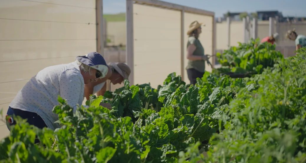 Community farm, hands, produce at The Cape, Cape Paterson